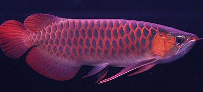 Chili Red Arowana Fish