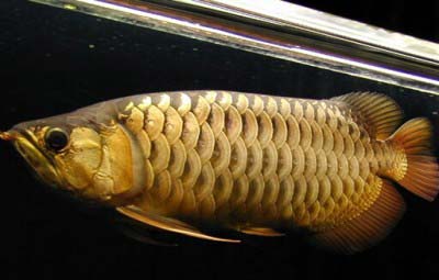 Crossback Golden Arowana Fish