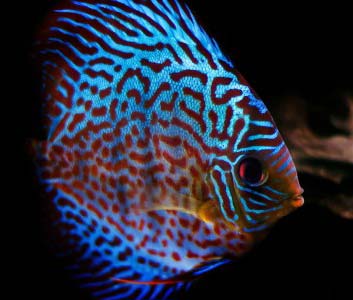 Discus Cichlid Fish