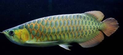 Green Arowana Fish