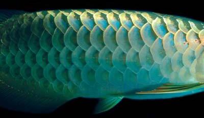 Green Blue Arowana Fish