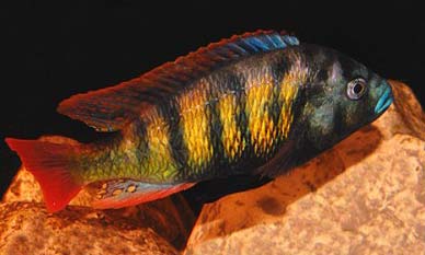 Malawi Cichlid Fish