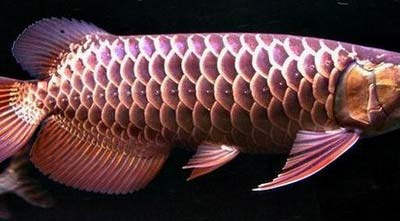 Malaysia Arowana Fish
