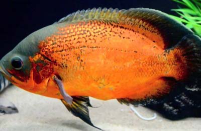 Oscar Cichlid Fish