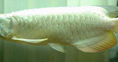 Platinum Arowana Fish