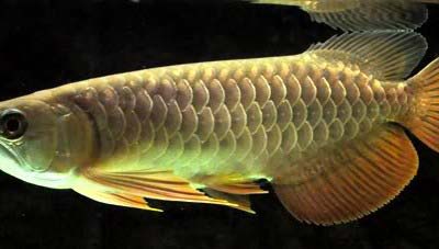 Qian Hu Red Tail Golden Arowana Fish