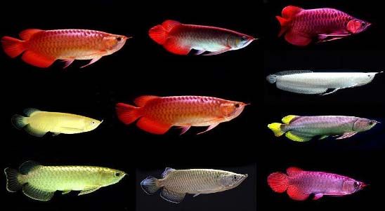 Buy Quality Super red Arowana Fish for sale from SA AROWANA FISH FARM \u0026 POND  ID  1785974