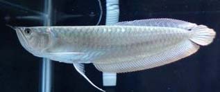 Silver Arowana Fish