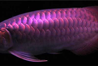 Violet Fusion Super Red Arowana Fish
