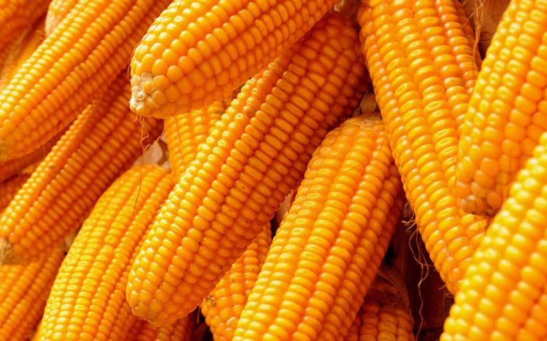 Yellow corn, for Animal Feed, Flour, Style : Fresh