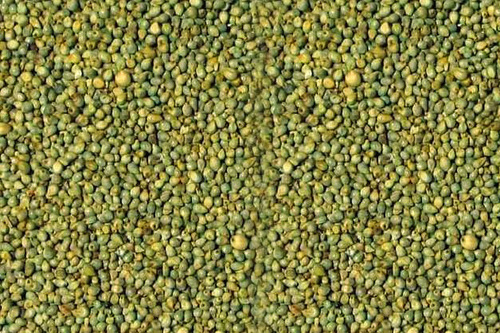 Green MILLET,green millet