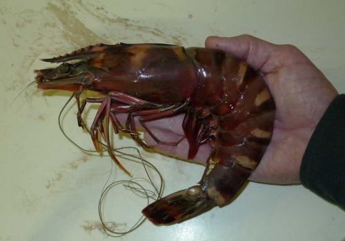 Tiger Prawn by GA FISH POINT, Tiger Prawn, USD 20 / Kilogram ( Approx ...