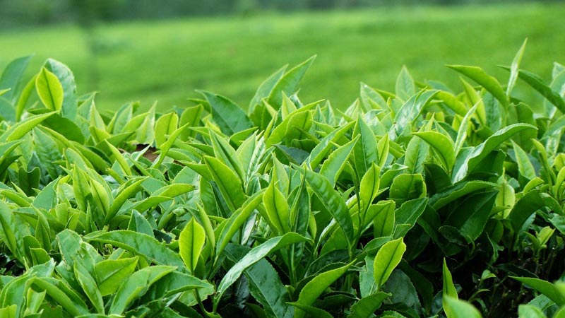 green Tea Leaves - Green Leaf green Tea Leaves - Green Leaf