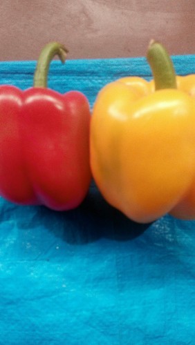 Fresh Capsicum