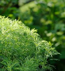 Artemisia Vestita Oil