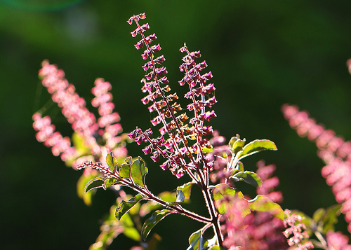 wild Basil