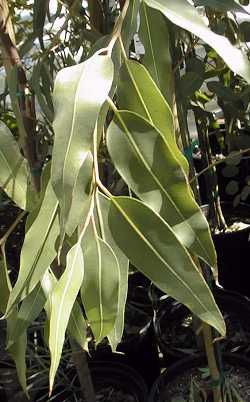 Eucalyptus Citriodora Oil