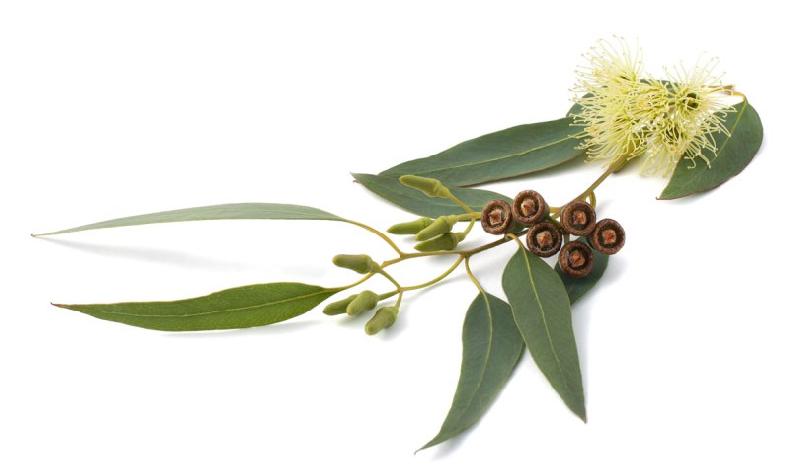 Eucalyptus Globulus Oil