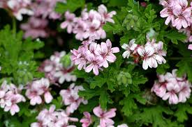 Geranium Oil