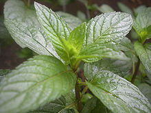 Mentha Piperita Oil