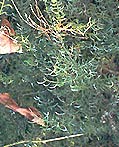 Asparagus Racemosus