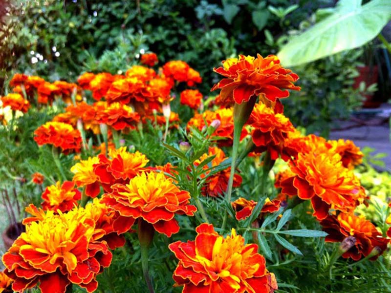 Marigold Oil