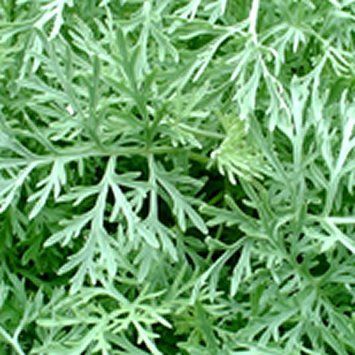 Davana Oil, Artemisia pallens