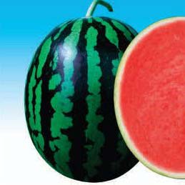 Dharma AWH-111 Hybrid Watermelon Seeds