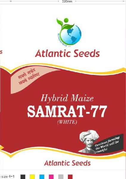 Samrat-77 Hybrid White Maize Seeds, for Animal Feed, Human Consumption, Style : Dried