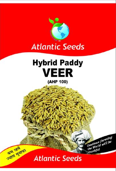 Organic Veer Hybrid Paddy Seeds, Style : Dried