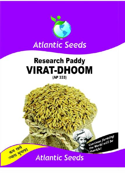 Organic Virat-Dhoom Research Paddy Seeds, Style : Dried