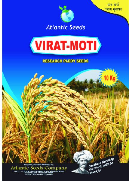 Virat-Moti Research Paddy Seeds