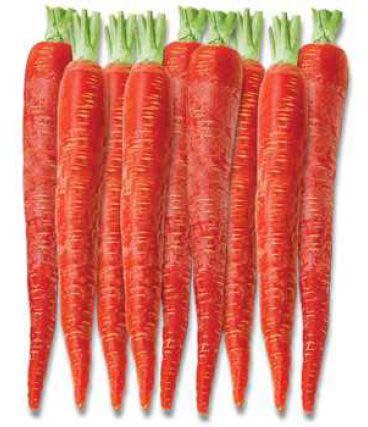 Hybrid Carrot Seeds