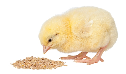 Poultry Chick Feed