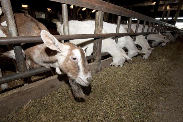 Goat Feed, Form : Pellet