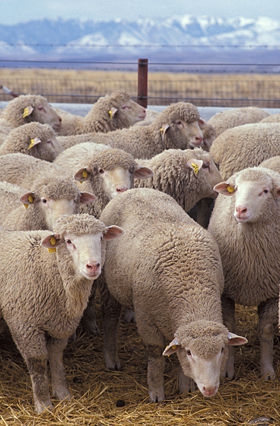 Sheep Feed, Packaging Type : PP Bags