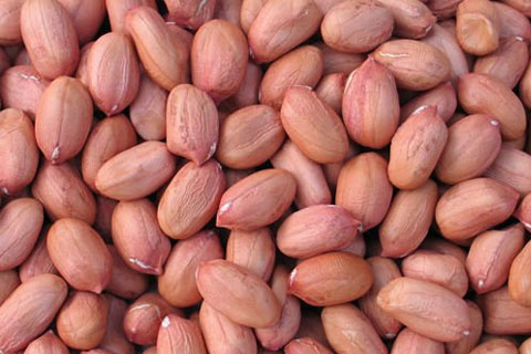 peanut seed