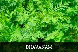 Fresh Davanam Leaves