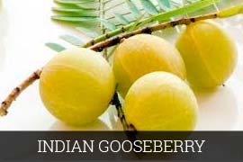 Organic Fresh Indian Gooseberry, Packaging Size : 10-100kg