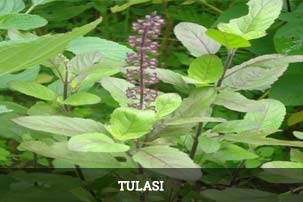 Leaf Fresh Tulsi Leaves, for Medicinal Plant, Purity : 99 %