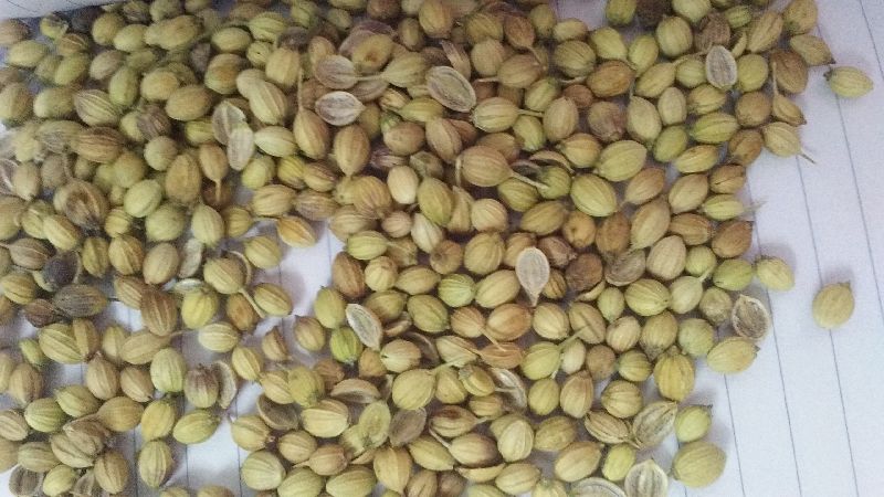 Coriander Seed ( Eagle & Parrot)