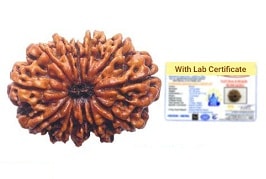 12 Mukhi Nepali Rudraksha