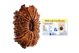 20 Mukhi Nepali Rudraksha