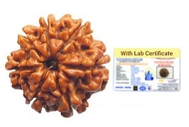 7 mukhi nepali rudraksha