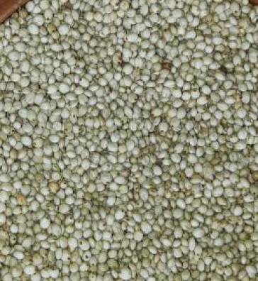 Organic Millet Seeds