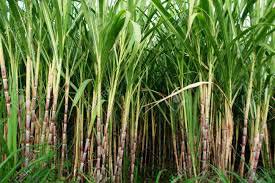 Fresh Sugar Cane