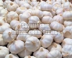 fresh garlic