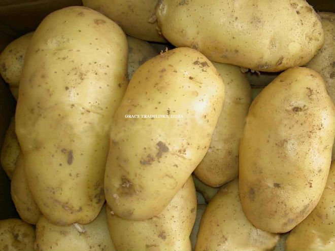Bulk Potato