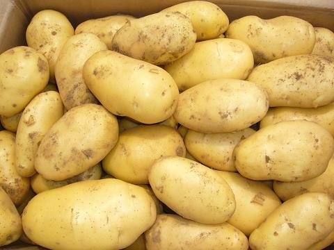 Cheap fresh potato