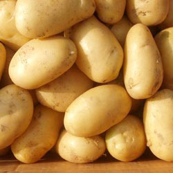 Fresh farm potatoes